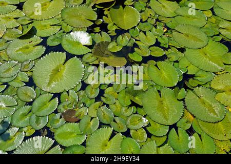 Lily pads (Nymphaea) sur le lac Banque D'Images