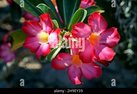 Roses du désert (Adenium obesum) sur le jardin Banque D'Images