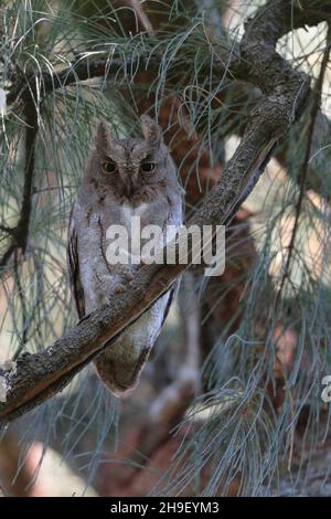 Oriental Scops Owl (Otus sunia), vue avant adulte en plein jour, perché dans un arbre Casuarina, île de Lamma, Hong Kong, Chine 30 novembre 2021 Banque D'Images