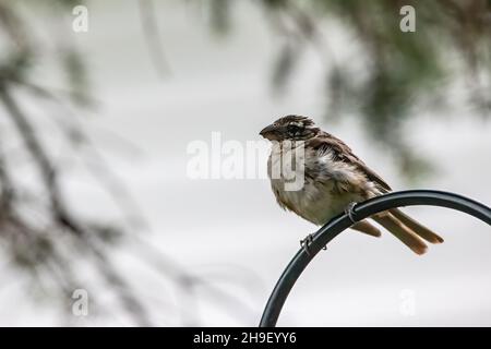 Grosebeak juvénile femelle à poitrine rose sur une mangeoire de jardin. Banque D'Images