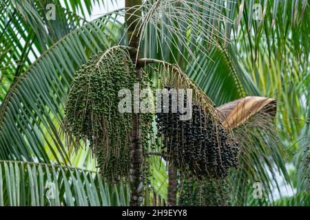 Palmiers d'Açai chargés de baies, de la forêt amazonienne du Brésil Banque D'Images