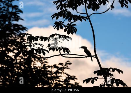 Un Toucan à gorge blanche assis sur un arbre Cecropia au crépuscule dans la forêt amazonienne Banque D'Images