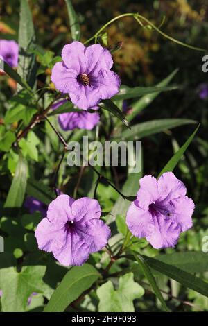 Ruellia Simplex ou pétunia mexicaine fleurs pourpres et pollinisation des abeilles Banque D'Images