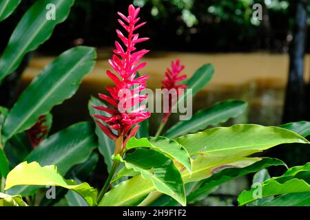 Parc national du Costa Rica Tortuguero - Parque Nacional Tortuguero - Alpinia purpurata - gingembre rouge Banque D'Images