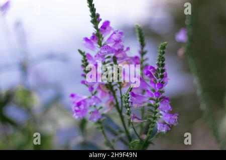 Arbustes de lavande en gros plan au coucher du soleil.Le coucher du soleil scintillant sur des fleurs violettes de lavande.Provence région de france. Banque D'Images