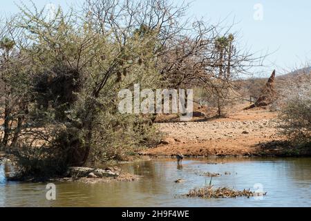 Crocodile sur l'eau à la réserve privée de gibier d'Erindi à Omaruru, Namibie Banque D'Images