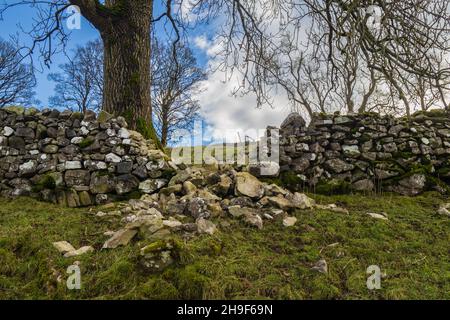 Un mur de pierre sèche s'est effondré près de Langcliffe au-dessus de s'établir dans les Yorkshire Dales Banque D'Images