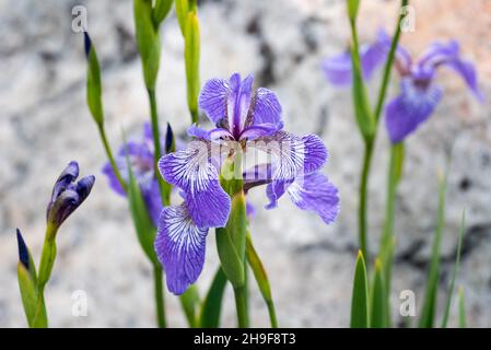 Drapeau bleu de l'Arlequin (Iris versicolor, Iris versicolor) photographié aux Escoumins (Québec). Banque D'Images