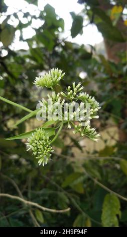 Mikania micrantha est une plante tropicale, connue sous le nom de vigne amère Banque D'Images