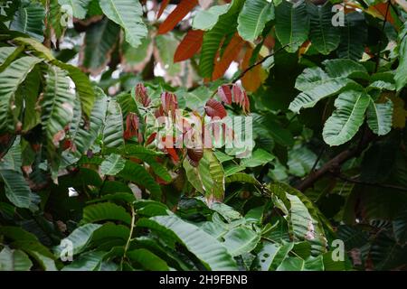 Pometia pinnata (également appelé matoa, taun, lychee insulaire, tava, lychee du Pacifique) feuilles sur l'arbre.Le fruit de cette plante quelque peu comme un litchi Banque D'Images