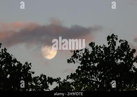 Lune dans le ciel lors d'une soirée d'été nuageux avec des nuages roses. Banque D'Images