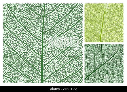 Fond de motif de texture des feuilles avec nervures et cellules, gros plan vectoriel de la feuille de plante.Feuillage de feuilles vertes et décoration florale des nervures de feuilles d'arbre Illustration de Vecteur