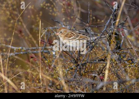 Bruant de champ - Spizella pusilla - perchée sur la branche dans la haute herbe et la vegitation Banque D'Images