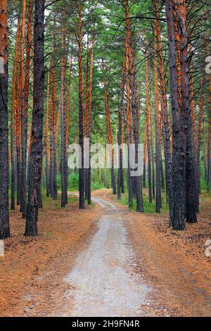 Chemin Lane dans la belle forêt d'été Banque D'Images