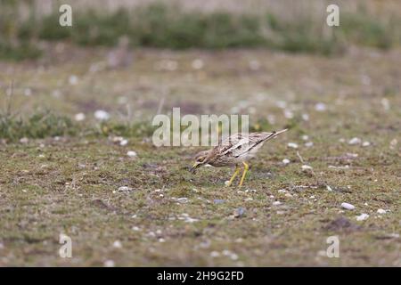 Pierre-coursier eurasien (Burhinus oedicnemus) adulte debout sur les prairies se nourrissant sur des invertébrés, Suffolk, Angleterre, mai Banque D'Images