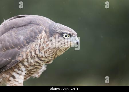 Sparrowhawk eurasien (Accipiter nisus) Portrait de mâle immature, Suffolk, Angleterre, septembre, conditions contrôlées Banque D'Images