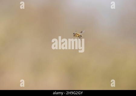 Fuselée Drone Fly (Eristalis pertinax) adulte volant, Suffolk, Angleterre, avril Banque D'Images