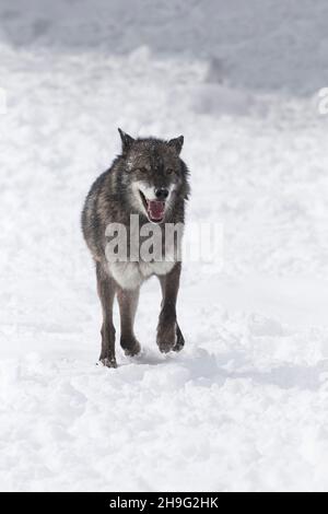 Loup gris (Canis lupus) adulte courant dans la neige, Montana, États-Unis, mars, conditions contrôlées Banque D'Images