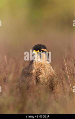 Aplomado Falcon (Falco femoralis) adulte mâle debout dans les prairies, conditions contrôlées Banque D'Images