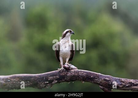 Osprey (Pandion haliatus) adulte perché sur une branche avec des proies de poisson dans les talons, Aviemore, Écosse, août Banque D'Images