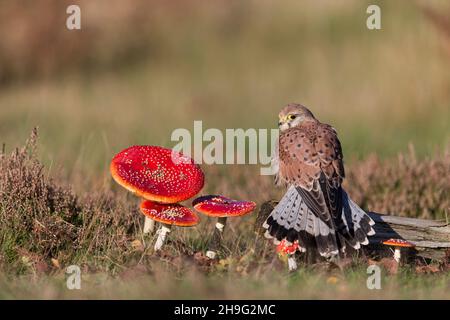 Kestrel commun (Falco tinnunculus) mâle immature perchée en rondins parmi les champignons de la mouche agarique (Amanita muscaria), Suffolk, Angleterre, octobre Banque D'Images