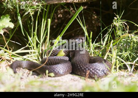 Additionneur européenne (Vipera berus) adulte mâle forme noire, basking, Suffolk, Angleterre, mars Banque D'Images