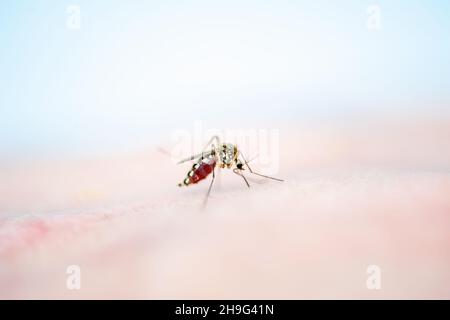 Encéphalite, fièvre jaune, paludisme ou virus Zika infecté Mosquito Insect Macro Banque D'Images