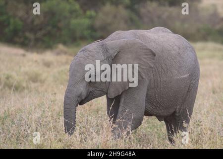 proflle de côté de l'herbe mangeant des petits éléphants d'afrique mignons et timides dans les plaines sauvages de masai mara, kenya Banque D'Images