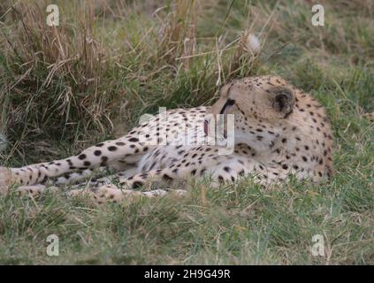 cheetah se reposant et léchant ses lèvres dans l'herbe dans la nature masai mara kenya Banque D'Images