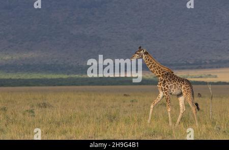 profil latéral de la girafe de masai, jeune et solitaire, traversant les plaines sauvages de la mara masai, kenya Banque D'Images