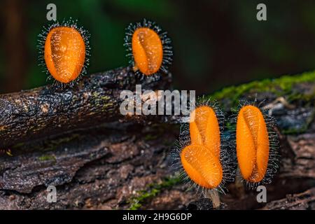 Champignons orange coupe de champignons ( Cookeina tricholoma ) sur le bois de carie, dans la forêt tropicale. Banque D'Images