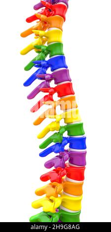 colonne vertébrale avec vertèbres de couleur sur blanc.rendu 3d Banque D'Images