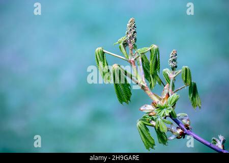 Jeunes feuilles vertes de Chestnut de cheval sur une branche au printemps Banque D'Images