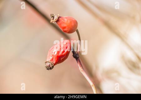 Fruits de rose mûrs frais, baies de briar crues ou fruits de rose de chien avec des graines, concept alimentaire sain. Banque D'Images