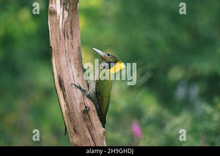 Grande yellownape, Chrysophlegma flavinucha, Sattal, Uttarakhand, Inde Banque D'Images