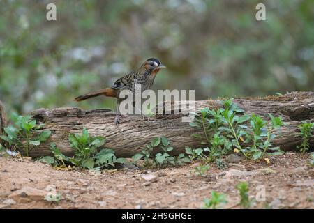 Rigothroughush rufous-chined, Ianthocinta rufogularis, Sattal Uttarakhand, Inde Banque D'Images