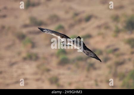 L'aigle de Bonelli en vol, Aquila fasciata, Kolhapur, Maharashtra, Inde Banque D'Images