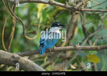 Kingfisher à collier, Tobraphus chloris, rivière Zuari, Goa, Inde Banque D'Images