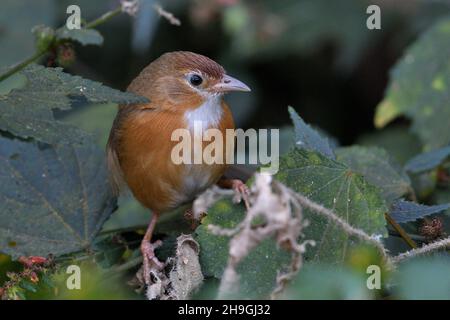 Babiler de Tawny-bellied, Dumetia hyperythra, Kolhapur, Maharashtra, Inde Banque D'Images