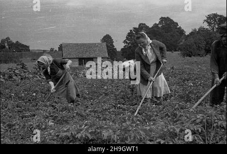 Zalipie, 1948-07.Wieœ, W której W 1945 r. osiedli³a siê czêœæ Platerówek, tzn.¿o³nierek 1 Samodzielnego Batalionu Kobiecego im.Emilii Plater 1 Dywizji Piechoty im.Koœciuszki.Do 1947 r. wieœ nosi³a nazwê Platerowo.NZ. Pielenie ziemniaków. bb PAP Dok³adny dzieñ wydarzenia nieustalony.Zalipie, juillet 1948.Le village dans lequel s'installent un certain nombre de femmes soldats du 1er Bataillon indépendant féminin de l'Emilia Plater de la 1re Division d'infanterie de Tadeusz Kosciuszko.Jusqu'en 1947, le village s'appelait Platerowo.Photo : désherbage de pommes de terre. pap bb Banque D'Images