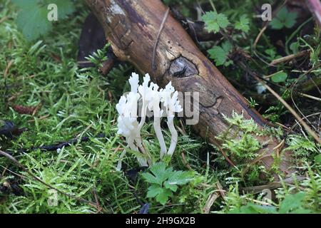 Clavulina coralloides, également connue sous le nom de Clavulina cristata, le champignon de corail blanc ou le champignon de corail à crête, champignon sauvage de Finlande Banque D'Images