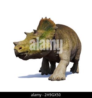 Jeunes Triceratops horridus, dinosaures isolés sur fond blanc Banque D'Images