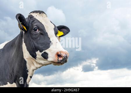 Vache noire et blanche pour adulte, regard doux, nez et oreilles roses, devant un ciel bleu Banque D'Images