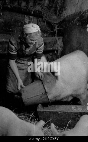 Zalipie, 1948-07.Wieœ, W której W 1945 r. osiedli³a siê czêœæ Platerówek, tzn.¿o³nierek 1 Samodzielnego Batalionu Kobiecego im.Emilii Plater 1 Dywizji Piechoty im.Koœciuszki.Do 1947 r. wieœ nosi³a nazwê Platerowo.NZ. Karmienie trzody chlewnej. bb PAP Dok³adny dzieñ wydarzenia nieustalony.Zalipie, juillet 1948.Le village dans lequel s'installent un certain nombre de femmes soldats du 1er Bataillon indépendant féminin de l'Emilia Plater de la 1re Division d'infanterie de Tadeusz Kosciuszko.Jusqu'en 1947, le village s'appelait Platerowo.Photo : alimentation de porc. pap bb Banque D'Images