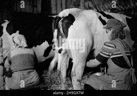 Zalipie, 1948-07.Wieœ, W której W 1945 r. osiedli³a siê czêœæ Platerówek, tzn.¿o³nierek 1 Samodzielnego Batalionu Kobiecego im.Emilii Plater 1 Dywizji Piechoty im.Koœciuszki.Do 1947 r. wieœ nosi³a nazwê Platerowo.NZ. Dojenie krów. bb PAP Dok³adny dzieñ wydarzenia nieustalony.Zalipie, juillet 1948.Le village dans lequel s'installent un certain nombre de femmes soldats du 1er Bataillon indépendant féminin de l'Emilia Plater de la 1re Division d'infanterie de Tadeusz Kosciuszko.Jusqu'en 1947, le village s'appelait Platerowo.Photo : lait de vache BB PAP Banque D'Images