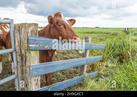 Vache brune et blanche, se demandant, attendant devant une vieille clôture en bois dans un champ, tête sur une étagère, et un ciel nuageux. Banque D'Images