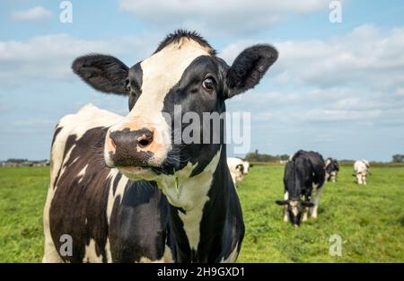 Vache mature, noir et blanc curieux doux look surpris, dans un pâturage vert, ciel bleu Banque D'Images