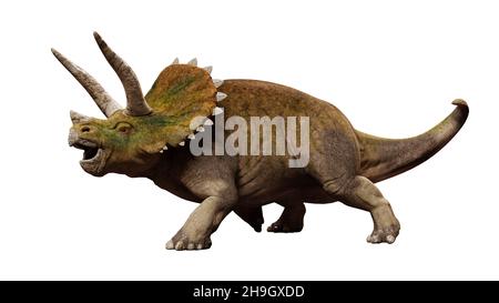 Triceratops horridus, dinosaure de la période du Crétacé tardif isolé sur fond blanc, vue de face Banque D'Images