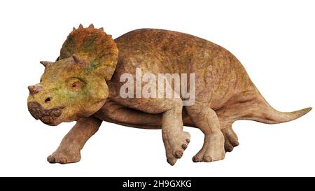 Triceratops horridus écloserie, dinosaure mignon isolé sur fond blanc Banque D'Images