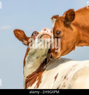 Deux veaux de vache amour tendre, portrait rouge et blanc, ensemble avec amour, en pleine coupage et ciel bleu pâle Banque D'Images